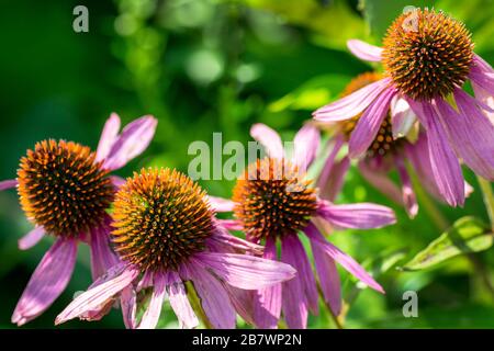 Les fleurs d'Echinacea se basirent en été Banque D'Images