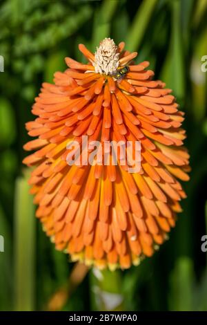 Une seule grande floraison, communément appelée le Red Hot Poker. Une plante florissante d'été qui fleurit tout au long de la saison. Banque D'Images