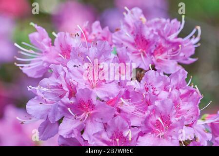 Clôture des fleurs de Rhododendron, famille Ericaceae Banque D'Images