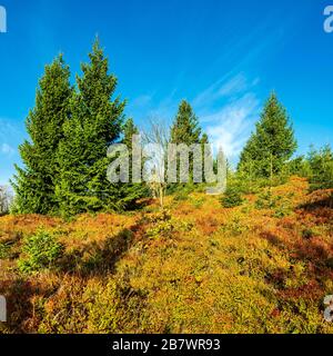 Grande moor sur la crête de l'Erzgebirge avec des sruces et des buissons de bleuets en automne, Erzgebirge, Dlouha Louka, République tchèque Banque D'Images