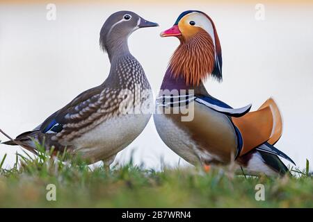 Duo de canards mandarins (Aix-galericulata), hommes et femmes, réserve de biosphère Mittelelbe, Saxe-Anhalt, Allemagne Banque D'Images