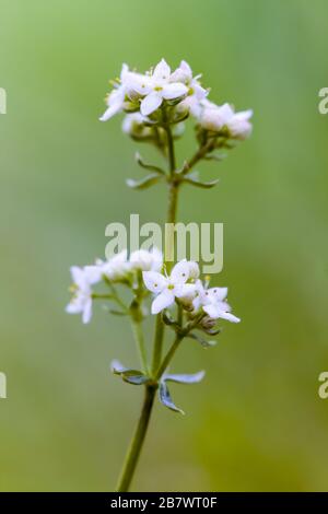 Paille de lit de Heath, fleurs blanches de saxotière de Galium Banque D'Images