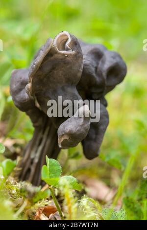 Helvella lacunosa, connue sous le nom de selle grise Slate ou de champignon à selle Elfin noir flué Banque D'Images