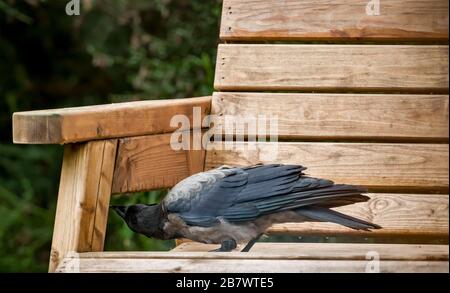 Carrion Crow Corvus corone et Hooded Crow Corvus cornix, hybride naissant jouant sur un banc de jardin en bois Banque D'Images