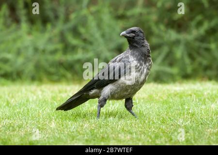 Carrion Crow Corvus corone et Hooded Crow Corvus cornix, naissantes hybrides sur une pelouse d'herbe Banque D'Images