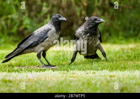 Carrion Crow Corvus corone et Hooded Crow Corvus cornix, naissantes hybrides sur une pelouse d'herbe Banque D'Images