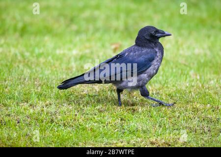 Carrion Crow Corvus corone et Hooded Crow Corvus cornix, naissantes hybrides sur pelouse d'herbe Banque D'Images