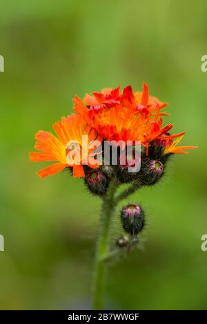 L'algue orange Pilosella aurantiaca ou Hieracium aurantiacum L. fleurs orange Banque D'Images