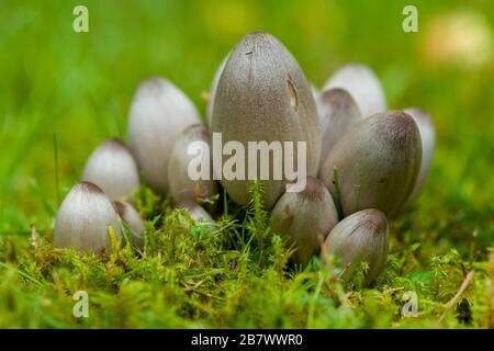 Capuchon d'encre commune Coprinopsis atramentaria ou champignon ou tabouret Corpinus atramentarius aussi connu sous le nom de capuchon inky Banque D'Images