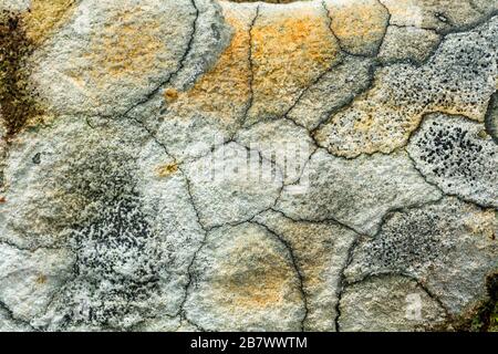 Carte lichen Rhizocarpon géographicum formant un motif abstrait sur un rocher en Écosse Banque D'Images