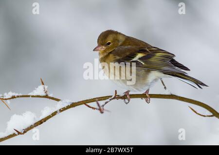 Une femelle adulte, Chaffinch Fringilla, coélébs sur une branche d'arbre après la chute de neige. Highlands of Scotland. Banque D'Images