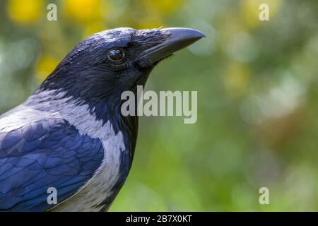 Gros plan sur la tête d'un adulte à capuchon Crow Corvus cornix dans les Highlands d'Écosse Banque D'Images