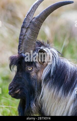 Chèvre méral adulte Capra aeagrus dans les pâturages bruts dans les Highlands d'Écosse Banque D'Images