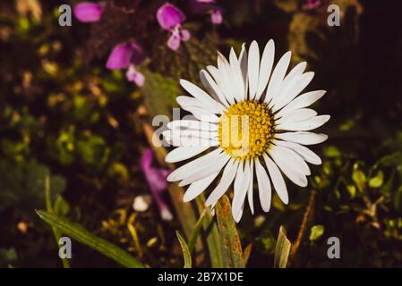 Macro photo d'une Marguerite, gros plan d'une Marguerite, Bellis perennis Banque D'Images