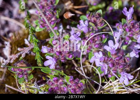 Thyme Thymus polytrichus sauvage près des fleurs violettes dans les Highlands d'Écosse Banque D'Images