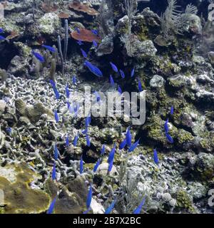 École de poissons bleus parmi les coraux, Aquario Dive site, Roatan, Honduras Banque D'Images