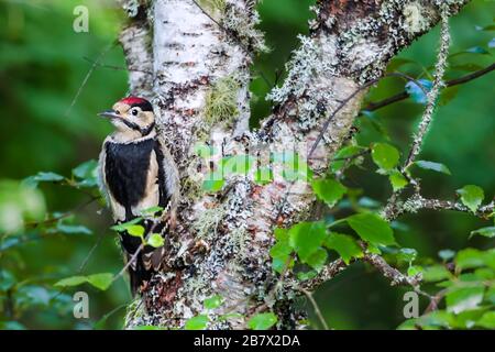 Jeune grand pecker à pois Dendrocopos majeur attendant sur un arbre pour être nouri par l'oiseau parent. Printemps dans les Highlands d'Écosse Banque D'Images