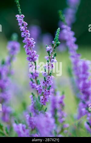 Commun Heather Calluna vulgaris près des fleurs près des fleurs Banque D'Images