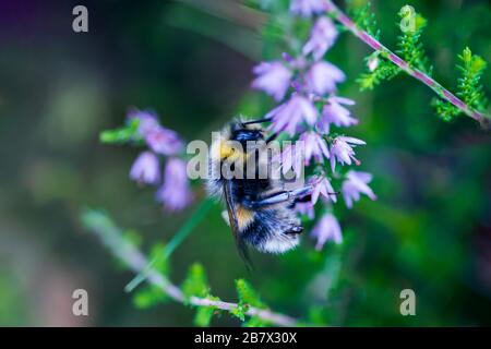 Bumblebee Bombus terretris à queue buffée sur les fleurs de bruyère Banque D'Images
