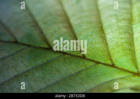 Feuilles de hêtre Fagus sylvatica couleur de tournage en automne Banque D'Images