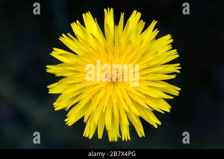 Jaune Catsear Hypochaeris radicata fleur en gros Banque D'Images