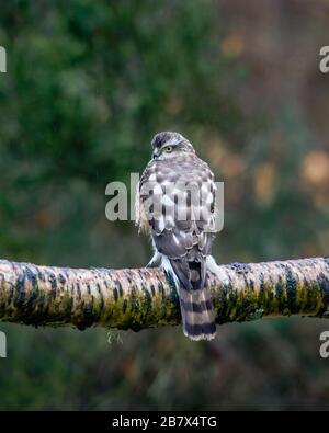 Sparrowwawk Accipiter nisus juvénile assis sur la branche d'arbres Highlands of Scotland Banque D'Images