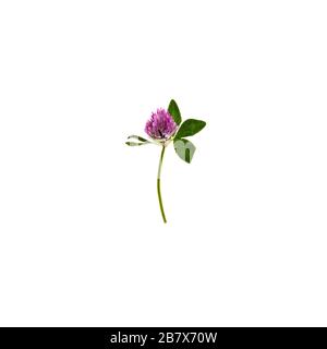 Feuille rouge et fleur de trèfle isolée sur fond blanc. Vue sur le dessus des fleurs vives. Flore d'automne. Concept de tableau des couleurs Banque D'Images
