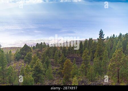 Pins sur la rive de l'océan atlantique à Tenerife Banque D'Images