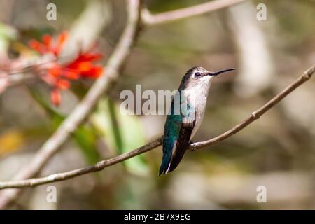 Le magnifique colibri d'abeilles (Mellisuga helenae) attiré par un charpenteur de nectar tenu par une personne, le parc national de Zapata, Cuba Banque D'Images