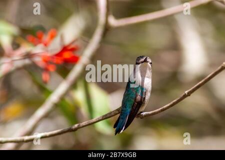 Le magnifique colibri d'abeilles (Mellisuga helenae) attiré par un charpenteur de nectar tenu par une personne, le parc national de Zapata, Cuba Banque D'Images