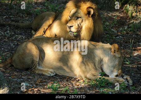 Lion et Lioness se détendant au zoo de Jacksonville Banque D'Images