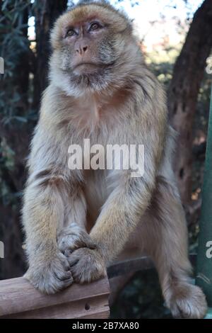 Singes macaques Ouzoud cascades Atlas montagnes Maroc Banque D'Images