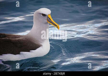 Albatros de Buller flottant sur l'eau, Nouvelle-Zélande Banque D'Images