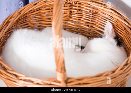 Un chat noir et blanc (Felis catus) s'endormit rapidement dans un baker en osier Banque D'Images