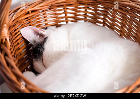 Un chat noir et blanc (Felis catus) s'endormit rapidement dans un baker en osier Banque D'Images