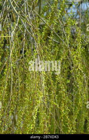 Des bourgeons de saule (Salix babylonica) au début du printemps au Royaume-Uni Banque D'Images