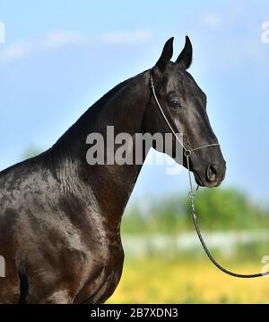 Black Akhal Teke étalon dans un halter de spectacle se posant dehors en été. Banque D'Images