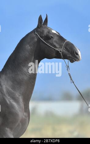 Black Akhal Teke étalon dans un halter de spectacle se posant dehors en été. Banque D'Images