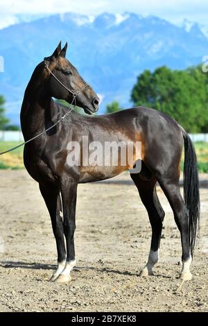 Dark Bay Akhal Teke étalon en montre halter posant sur fond de montagne en été. Portrait animal. Banque D'Images