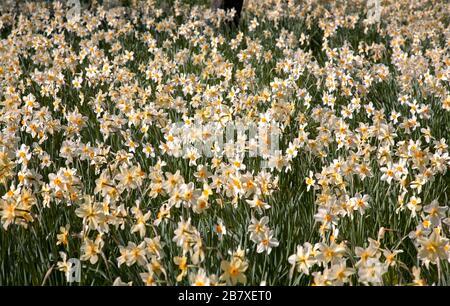 Champ de jonquilles blanches avec trompettes jaunes Banque D'Images