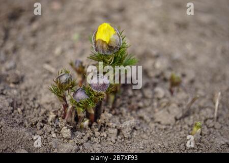 La petite fleur jaune adonis vernalis pousse dans un jardin printanier. Les fleurs du premier printemps poussent dans le sol Banque D'Images