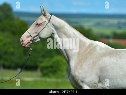 Cremello Akhal Teke cheval dans le halter du spectacle debout dans un champ. Portrait animal. Banque D'Images