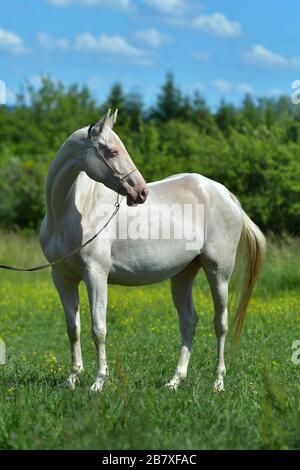 Cremello Akhal Teke cheval dans le halter du spectacle debout dans un champ. Portrait animal. Banque D'Images