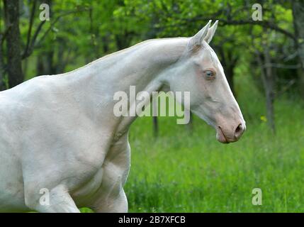 Portrait de cremello Akhal Teke cheval courir un champ. En mouvement. Banque D'Images