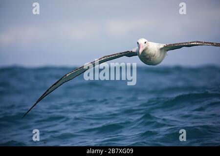 Gros plan de l'albatros royal du Sud en vol, Nouvelle-Zélande Banque D'Images