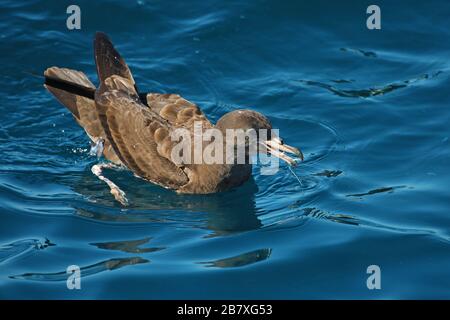 shearwater à pieds chair dans l'eau, Nouvelle-Zélande Banque D'Images