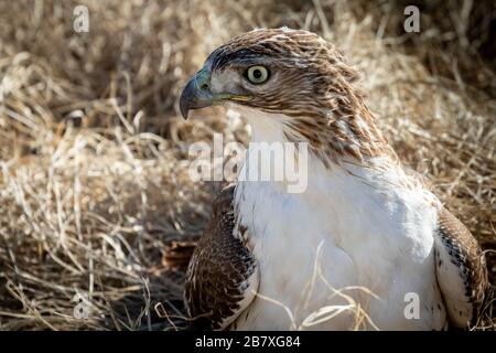 Un faucon à queue rouge (Buteo jamaicensis) sur le terrain, protégeant probablement un tuat Banque D'Images