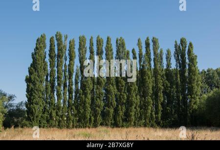 Rangée de peupliers de Lombardie (Populus 'Italica') sur la rive de la rivière Avon dans le Warwickshire rural, Angleterre, Royaume-Uni Banque D'Images