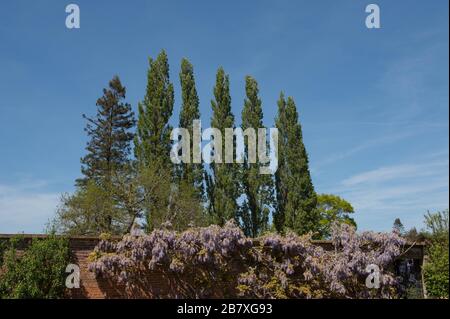 Lombardie Poplar Trees (Populus 'Italica') contre un ciel bleu vif fond dans un jardin dans le Somerset rural, Angleterre, Royaume-Uni Banque D'Images