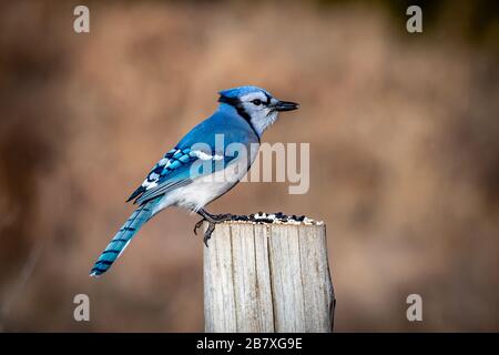 Blue Jay (Cyanocitta crisstata) assis sur un poteau Banque D'Images